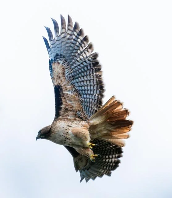 Red Tailed Hawk-20250119-DSC03963.jpg
