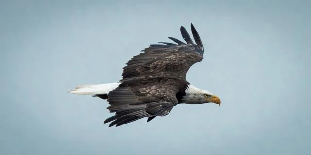 Soaring Bald Eagle-20240804-DSC09385.jpg