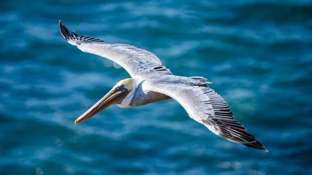 Soaring Pelican-20251011-DSC09289.jpg