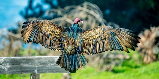 Sunning Turkey Vulture-20250228-DSC04717.jpg