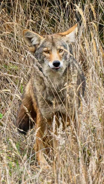 Well Fed Coyote Visits-20241030-DSC02797.jpg