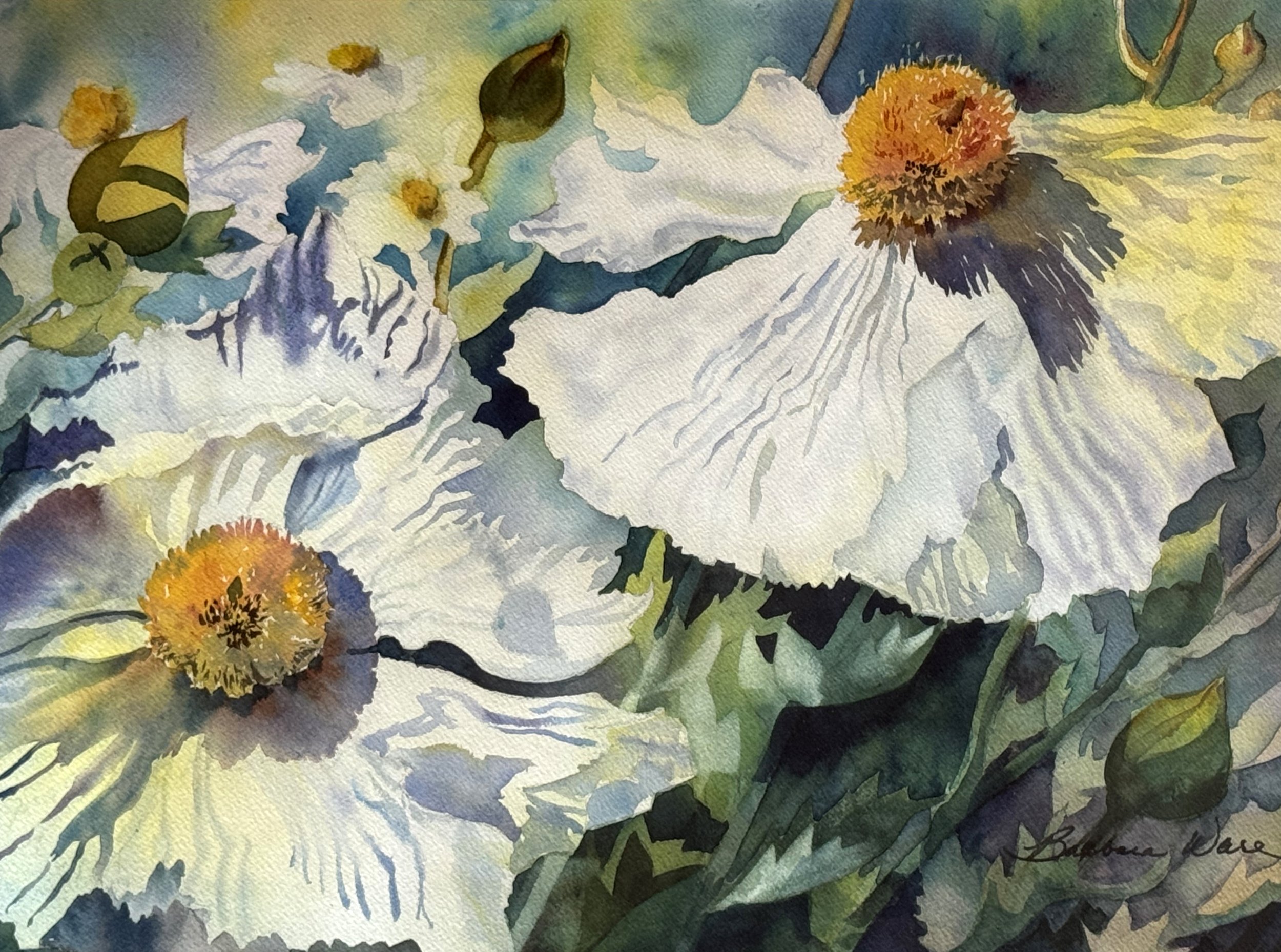 Barbara_Matilija Poppies.jpg