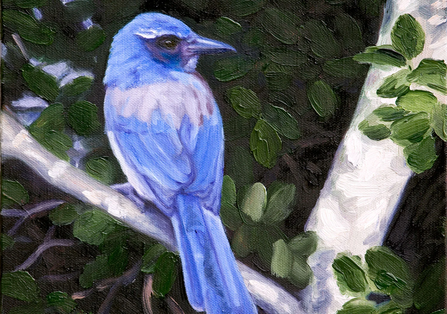 Blue Jay Way