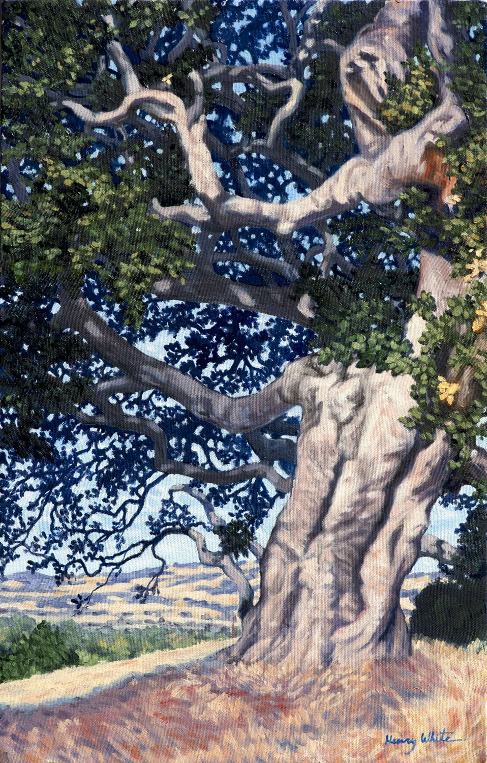 Coast Live Oak