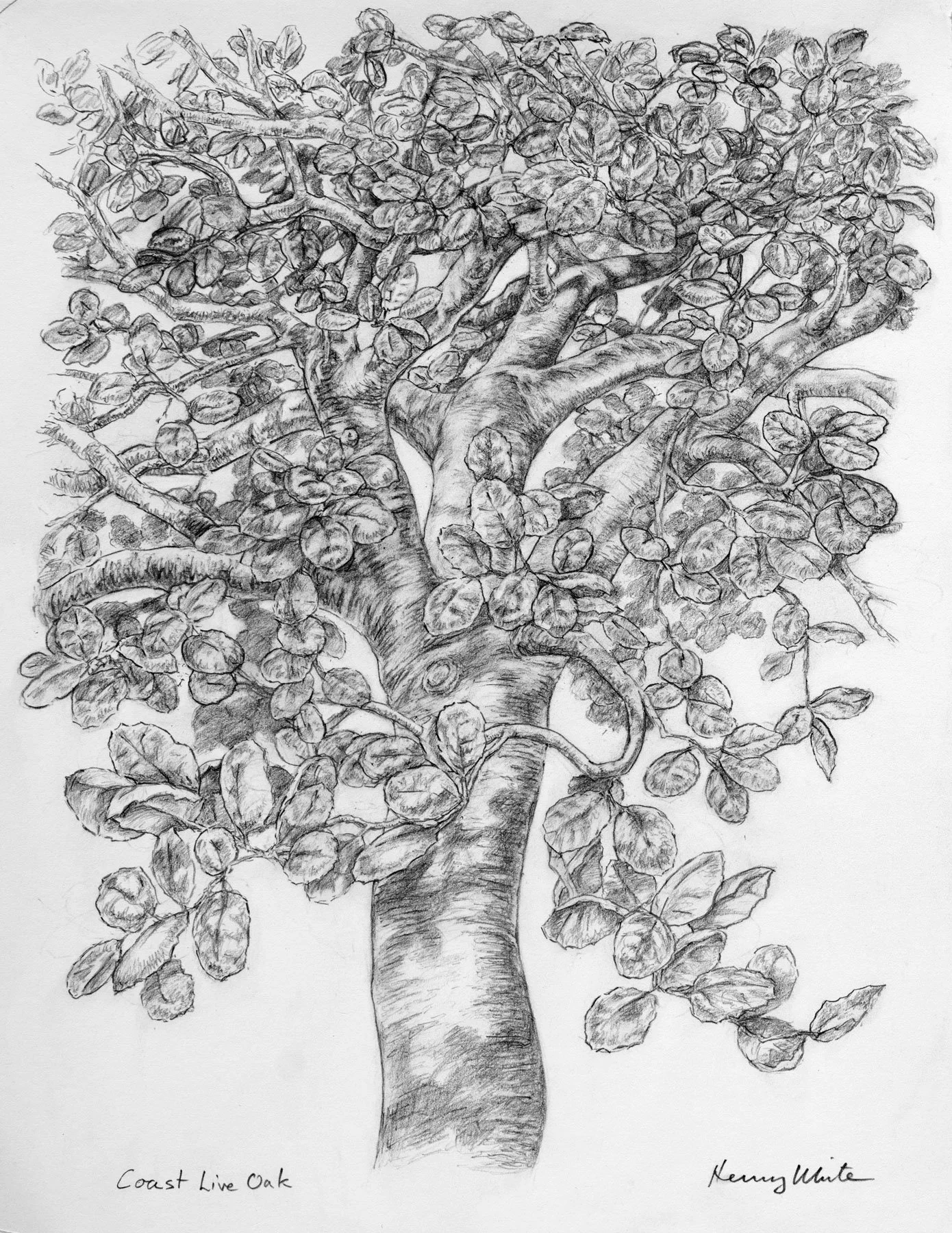 Coast Live Oak