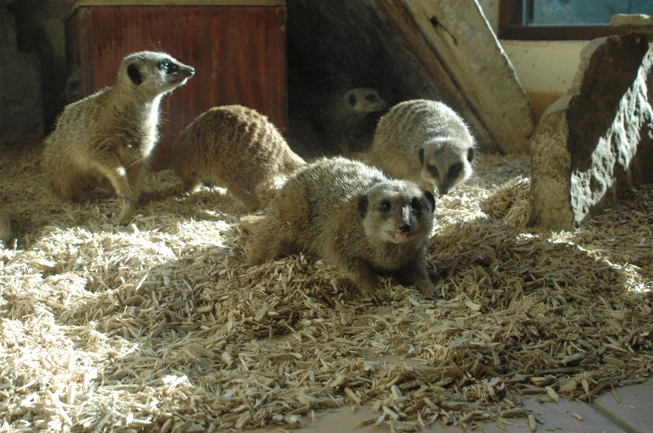 Hemp bedding near me
