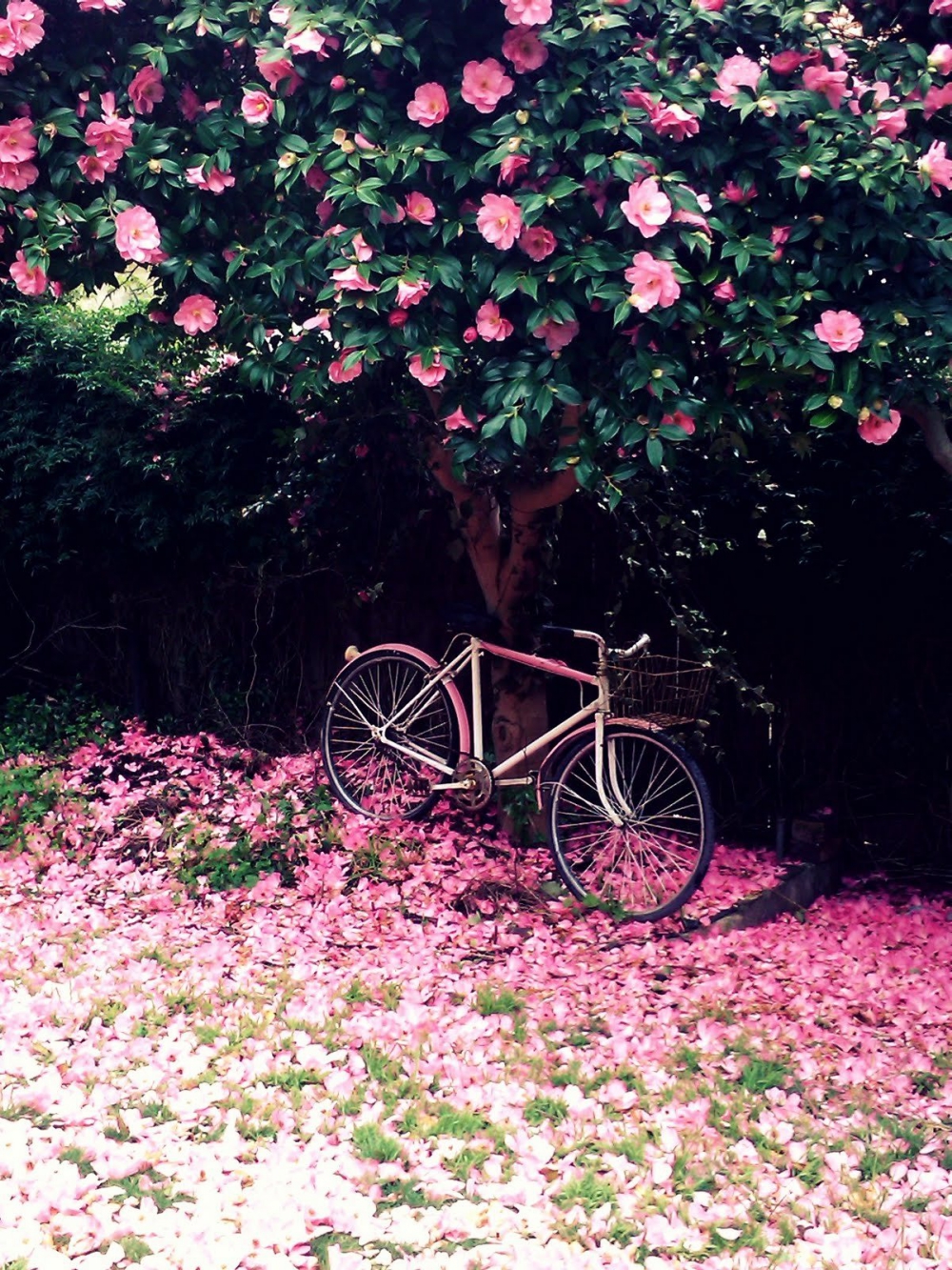 Pink-flowers-and-bike.jpg