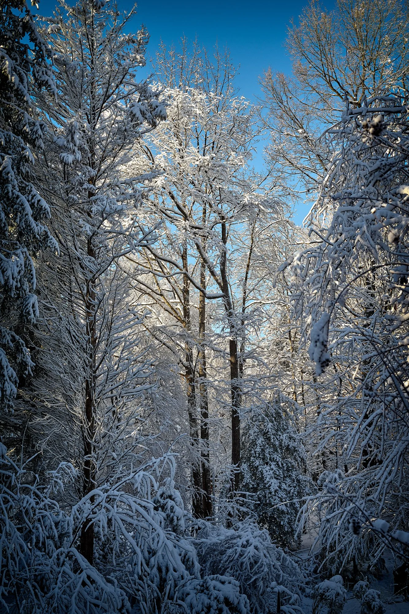 January 2022 Snowfall