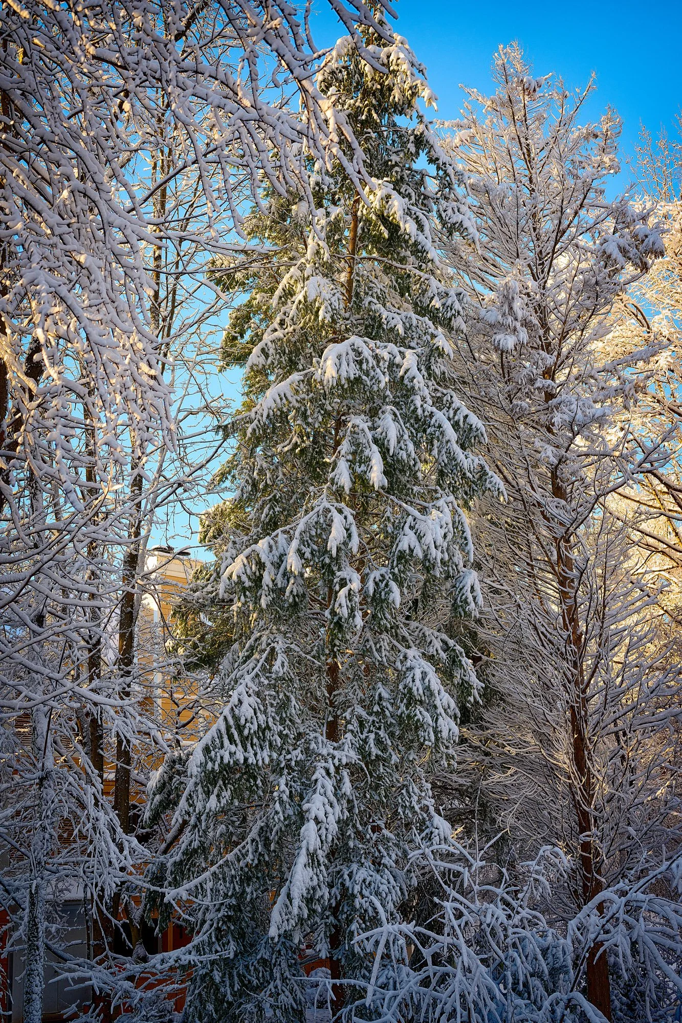First Snowfall of 2022 in Virginia