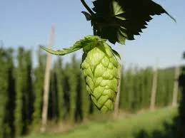 hops.jpg