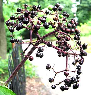 Elderberries.Photo.jpg