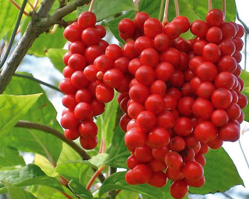 schisandra_berries-schisandra-chinensis.jpeg