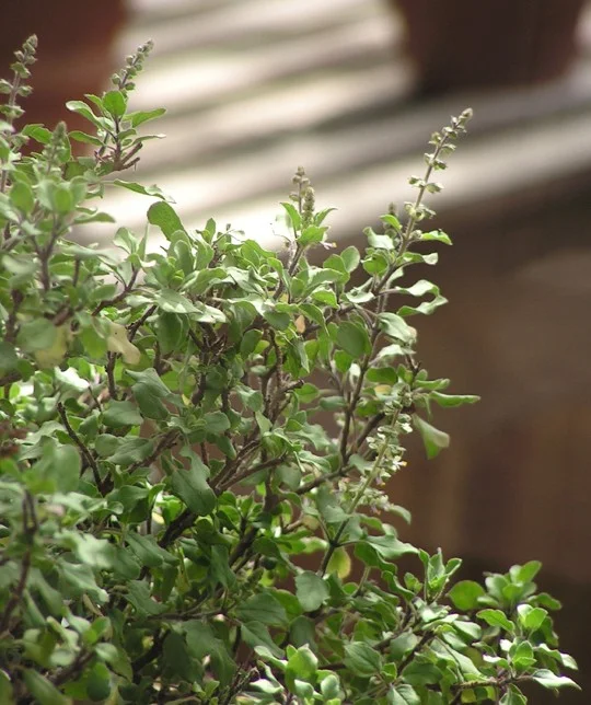 Ocimum sanctum.jpg