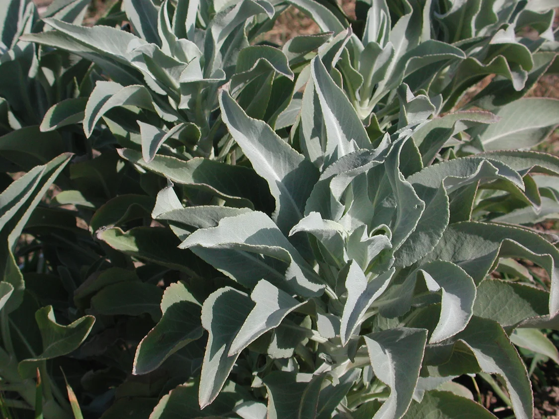 Salvia apiana.jpg