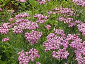 Achillea millefolium var rubra.jpg
