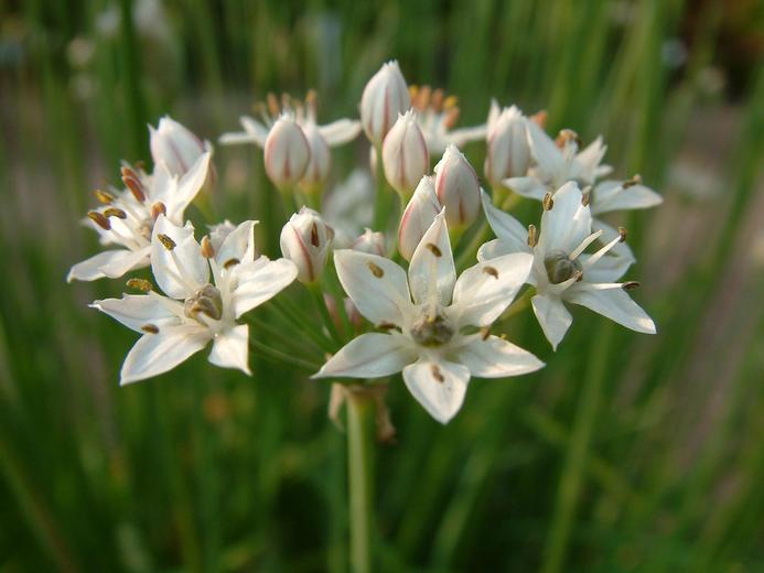 Allium tuberosum.jpeg