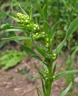 Artemisia dracunculus.jpg