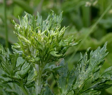 Artemisia vulgaris1.jpg