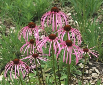 Echinacea simulata.jpg