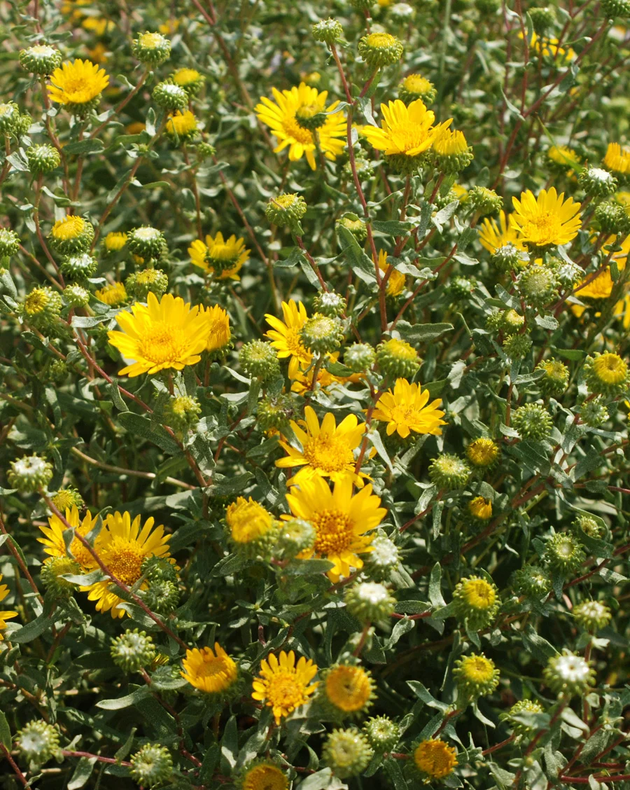 Curl-cup-Gumweed.jpg