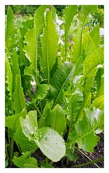 horseradish-plant-200.jpg