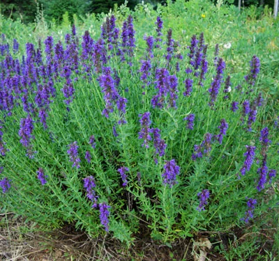 Hyssop_Hyssopus_officinalis.jpg