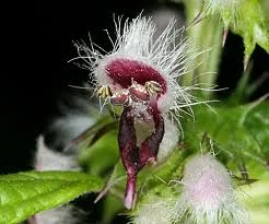 Leonurus cardiaca2.jpg