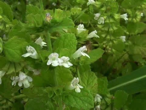 Melissa officinalis2.jpg