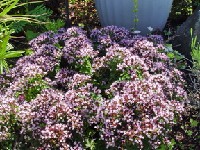 Oreganum vulgare - Humile 2.jpeg