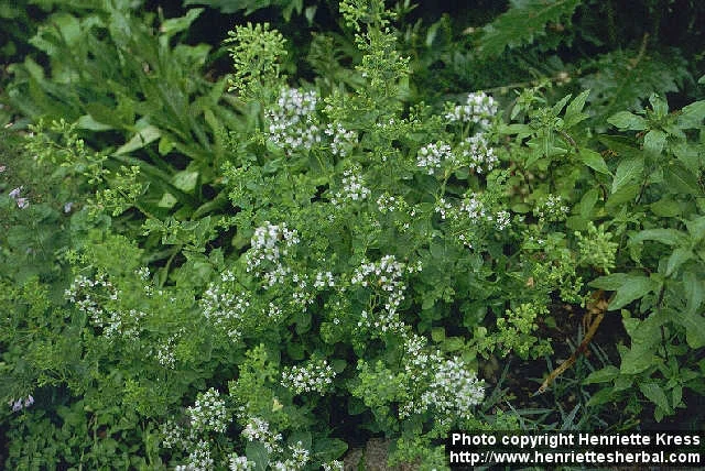 Origanum heracleoticum2.jpg
