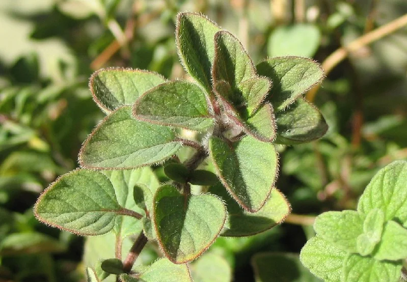 Origanum heracleoticum1.jpg