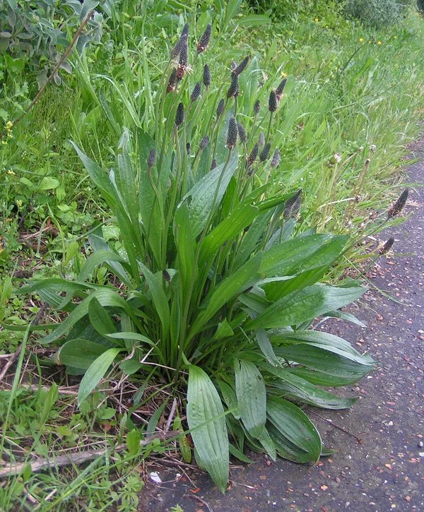 Plantago lanceolata.jpg