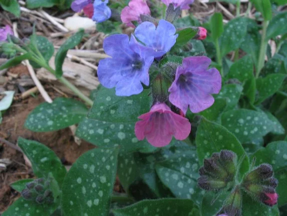 Pulmonaria officinalis.jpg