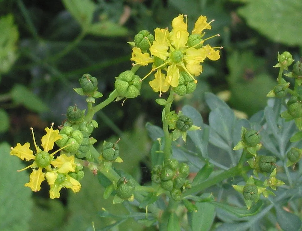 Ruta graveolens.jpg