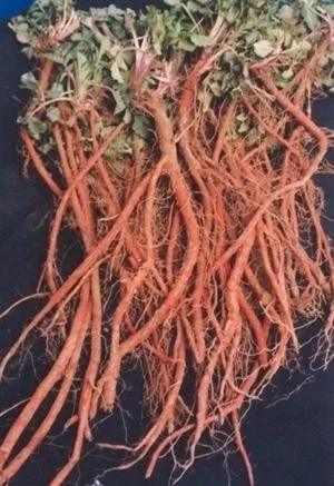 Salvia miltiorrhiza.jpg