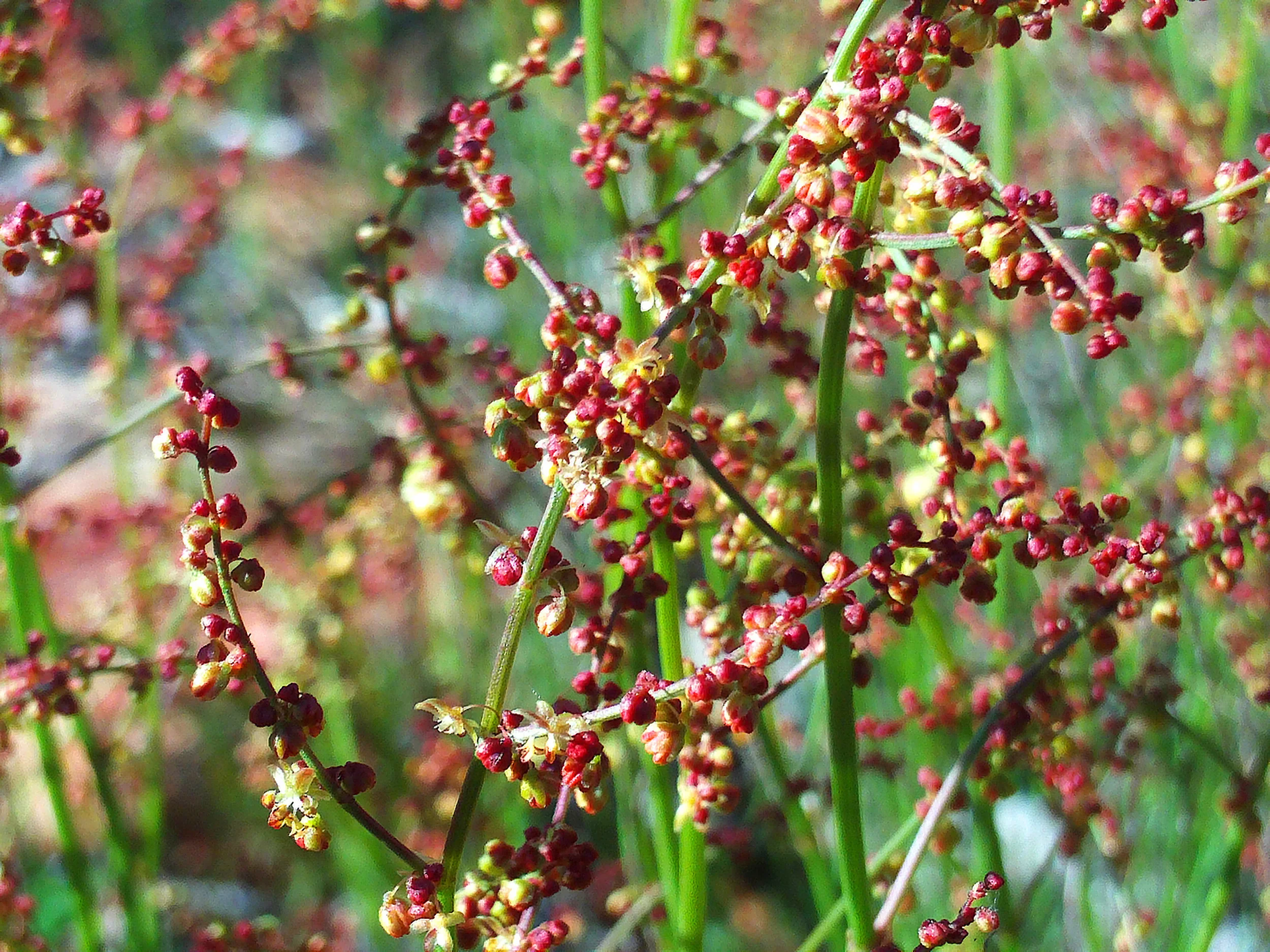 Rumex acetosella.jpg