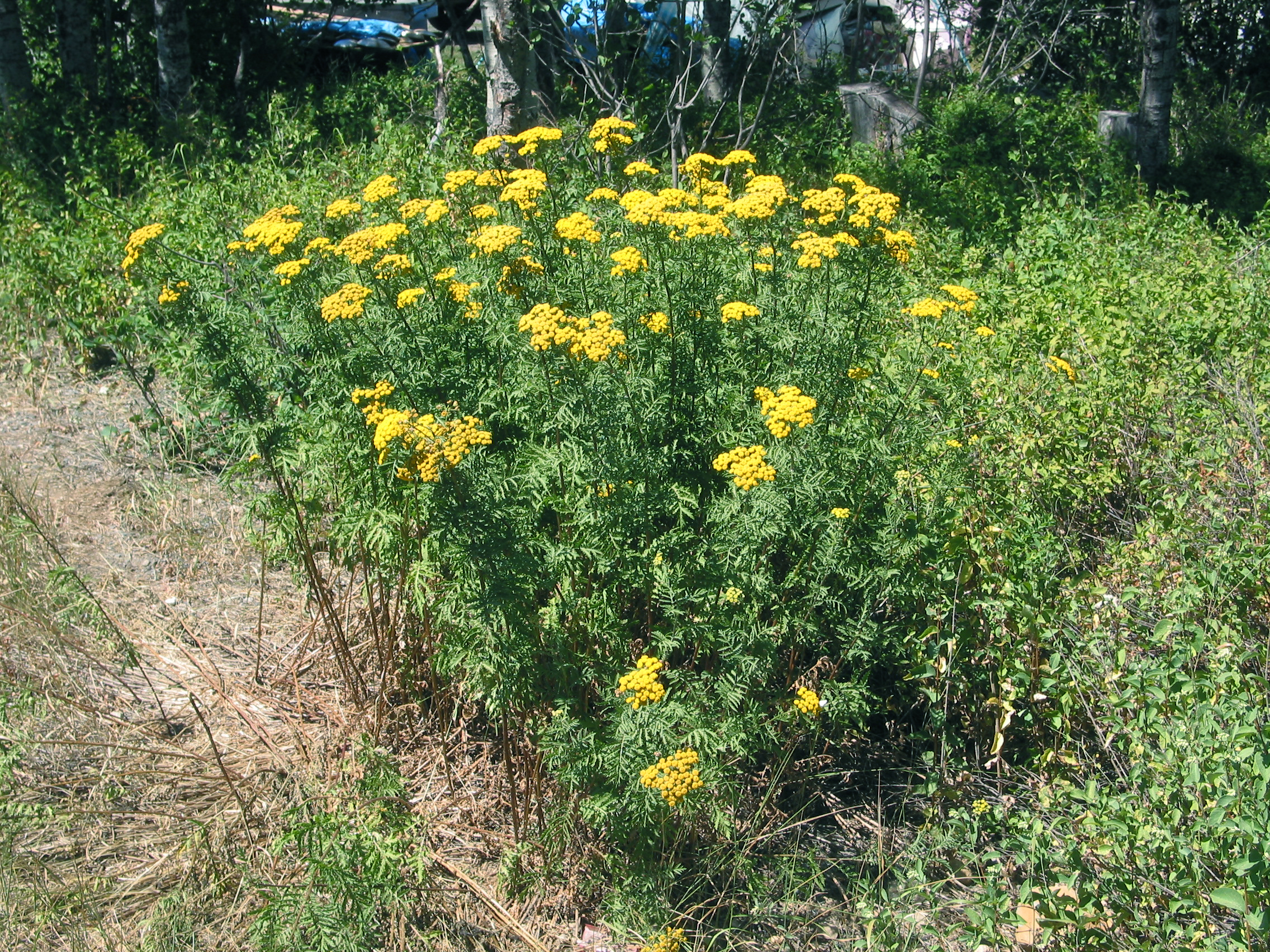 Tanacetum vulgare.jpg