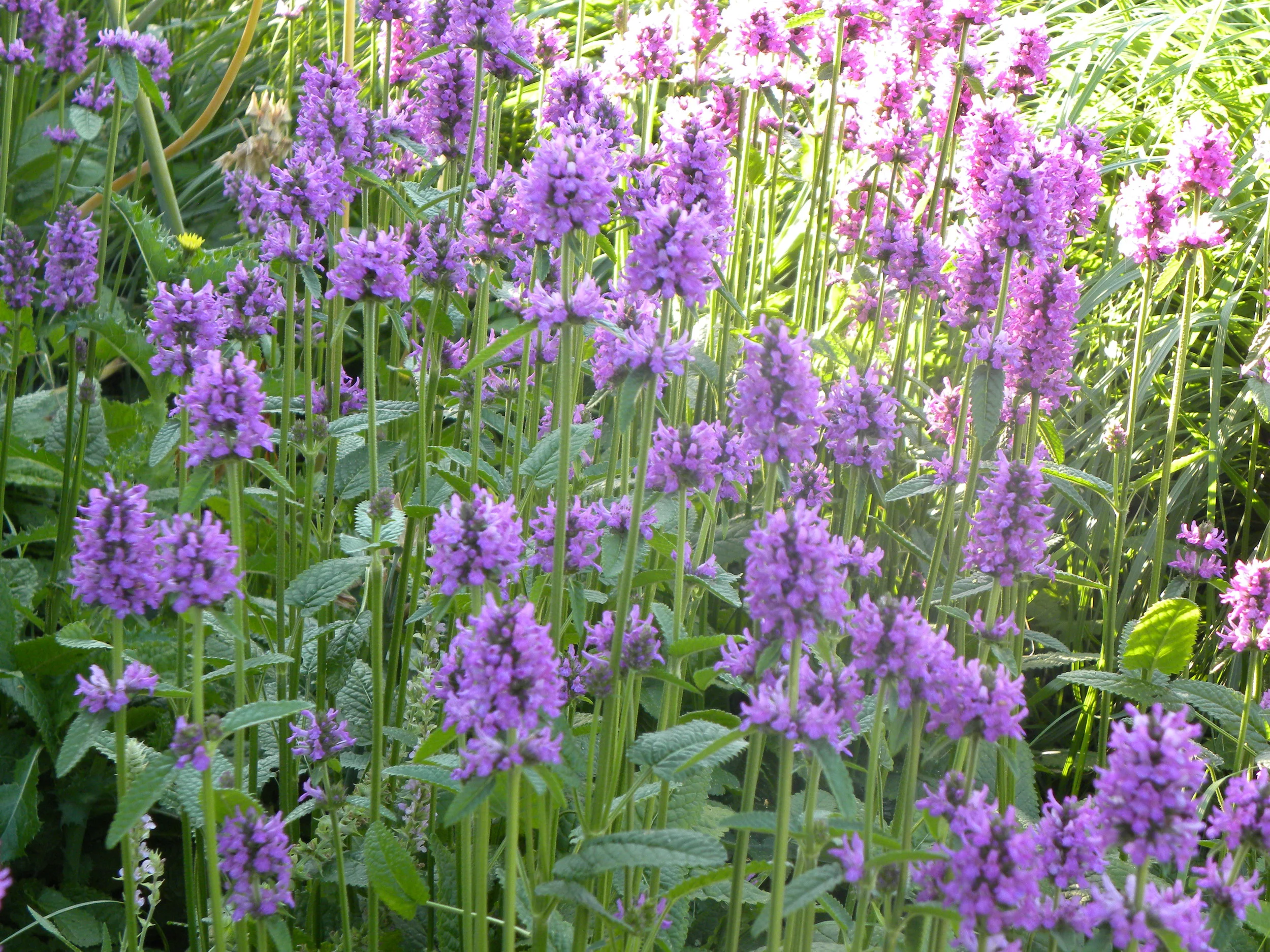 Stachys officinalis.jpg