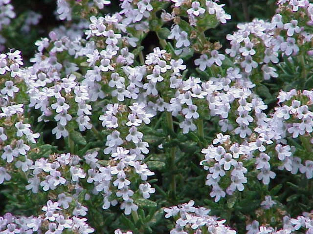 Thymus vulgaris1.jpg