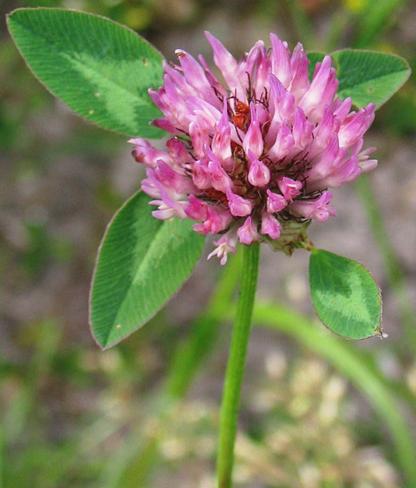 Trifolium pratense.jpg