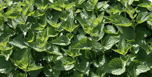 Urtica dioica1.jpg