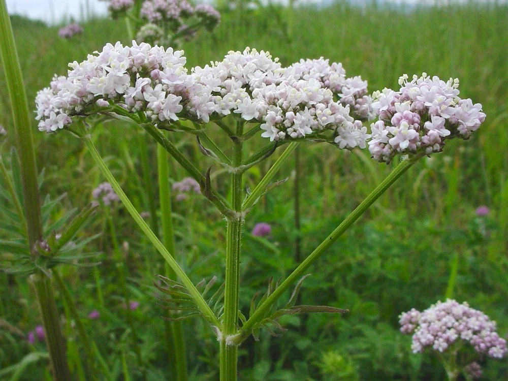 Valeriana officinalis.jpg