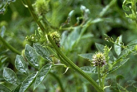 Glycyrrhiza uralensis1.jpg