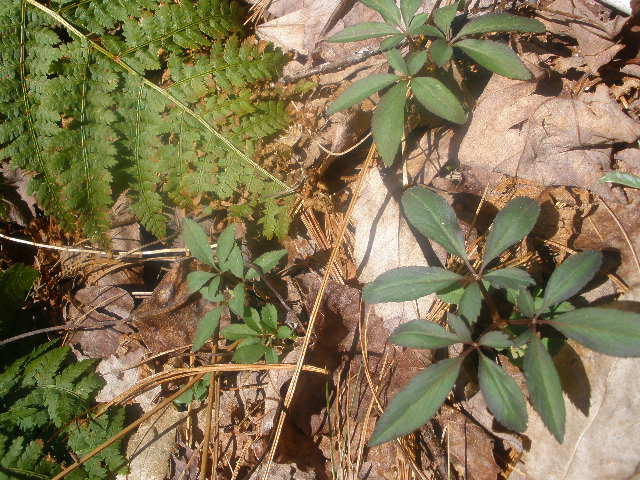 Dwarf Ginseng (P anax trifolius)