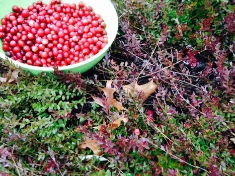 cranberries8.jpg