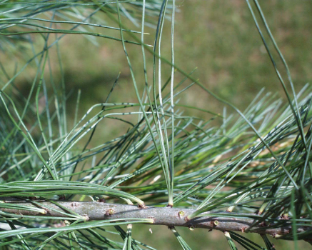 White Pine (Pinus strobus). Note the 5 needles per bundle!