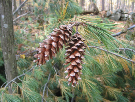 White Pine cone. Usually 4-8 inches long. They can be a good source of resin if you are willing to chip off the tips of the cones' scales!