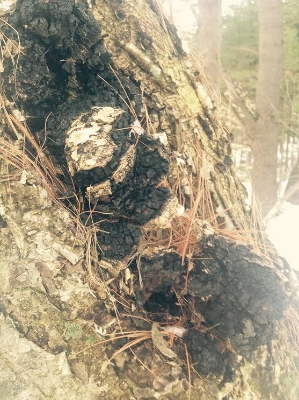 Chaga growing on Yellow Birch (Betula alleghaniensis)