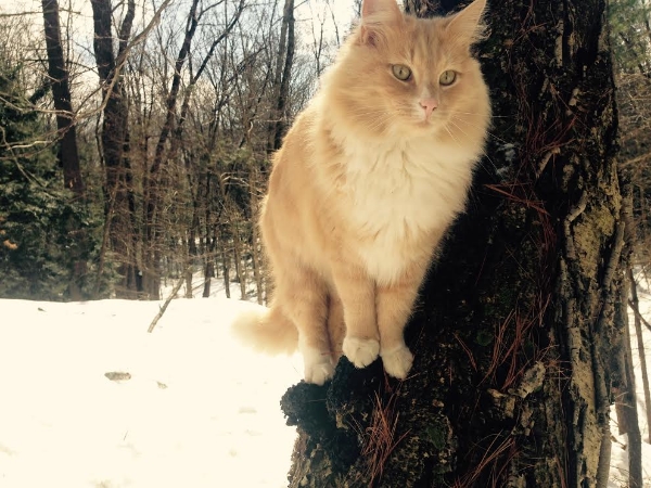 Snow cat with Chaga