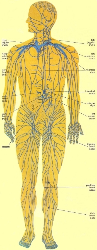 The Human Lymphatic System